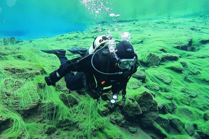 Scuba diver exploring vibrant underwater algae-covered rocks in clear blue water.