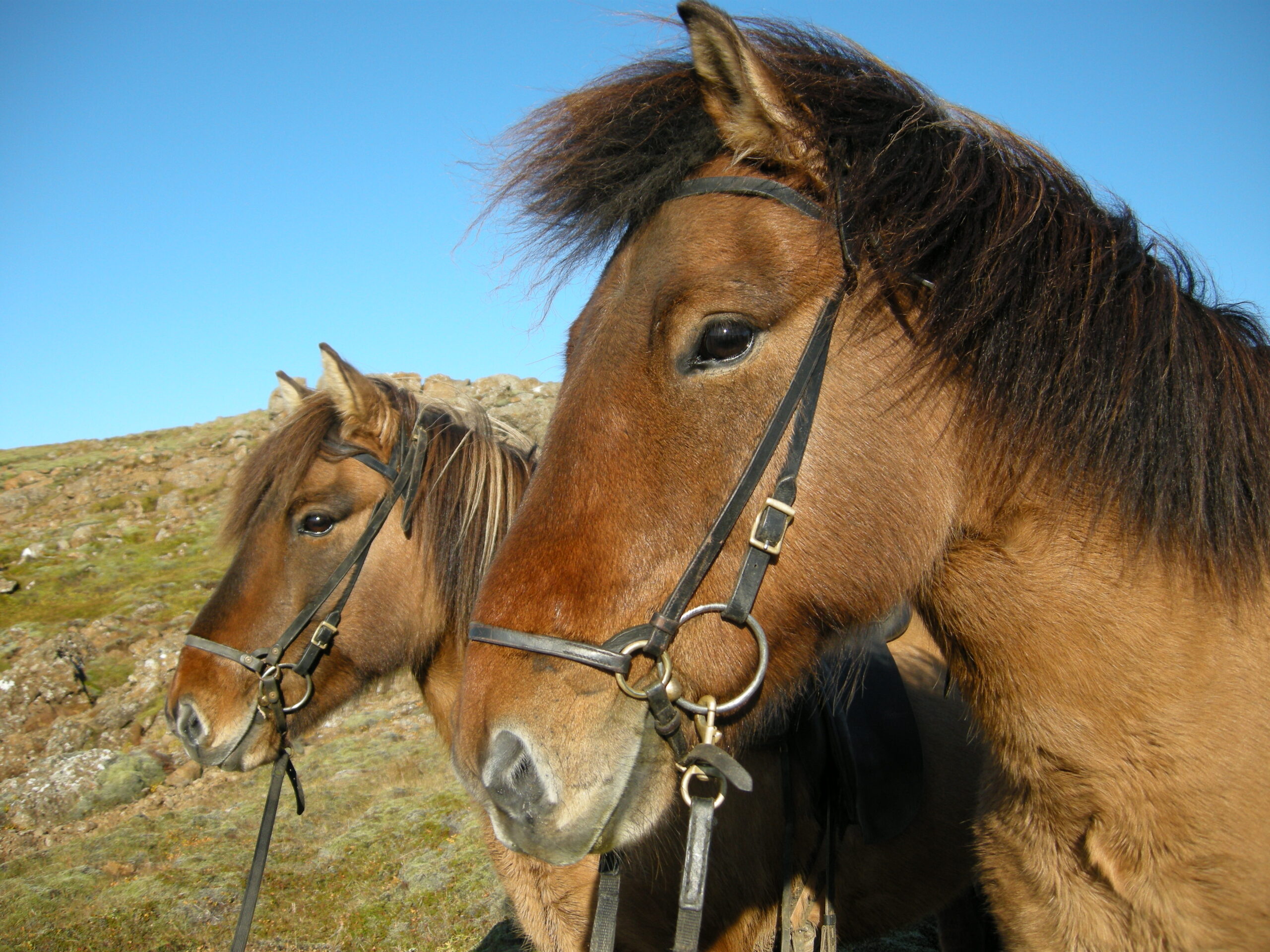 Horse Riding 1 Hour Reykjadalur Riding