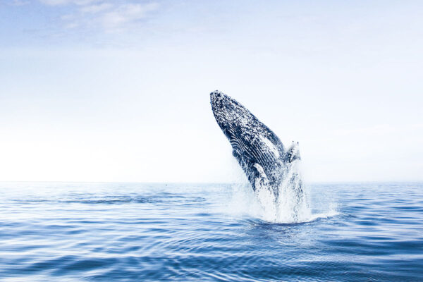 Whale Watching Eyjafjörður: From Árskógssandur - Image 7