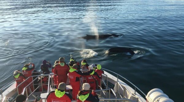 Akureyri Classic Whale Watching - Image 3