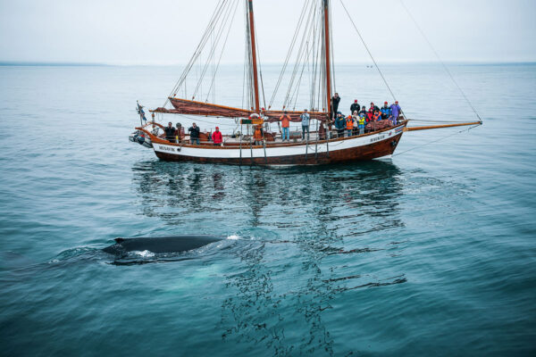 Whales and Sails - Image 6