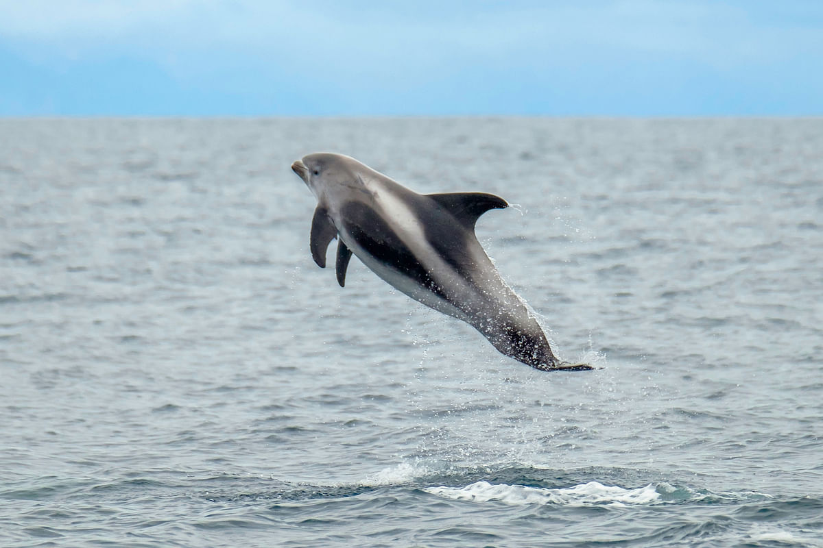Dolphin jumping gracefully above ocean waves on a clear day.