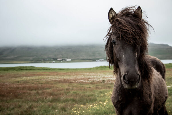 6 Day - Iceland Ring Road & Blue Lagoon - Image 9