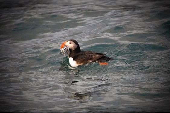Puffin floating in the sea with fish in its beak, showcasing vibrant plumage and ocean scenery.