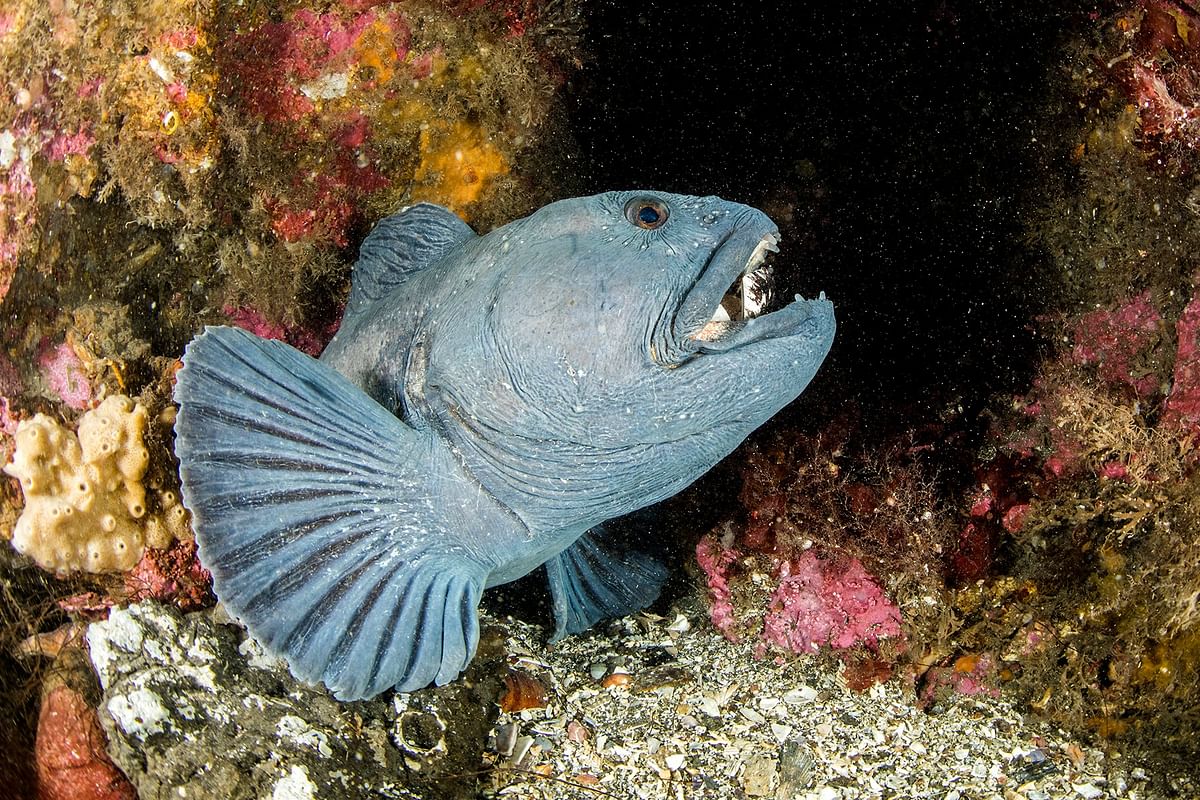 Blue fish in underwater habitat with vivid coral and rocky surroundings. Vibrant marine life scene.