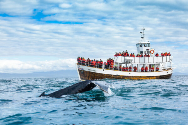Silent Whale Watching (Carbon-Neutral) - Image 2
