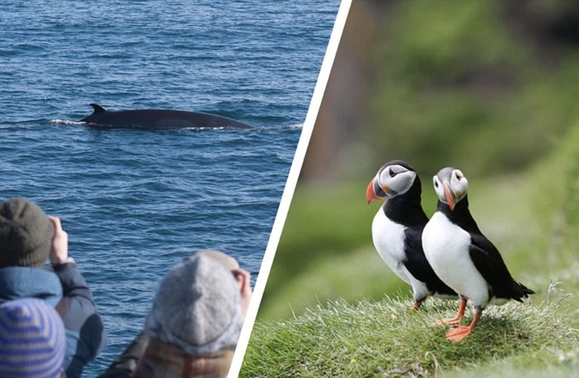 Reykjavík Whales & Puffins