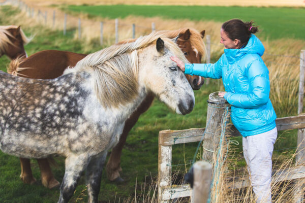 GOLDEN CIRCLE AND HORSES - Image 6