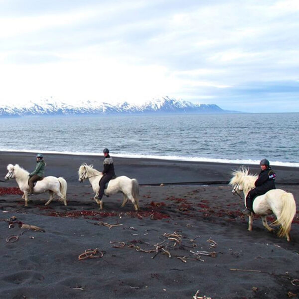 GG3 Whales & Horses - Image 3