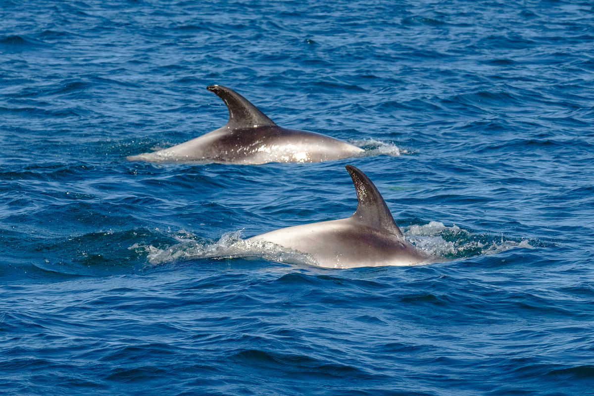Two dolphins swimming in the ocean, displaying dorsal fins above the water surface on a sunny day.