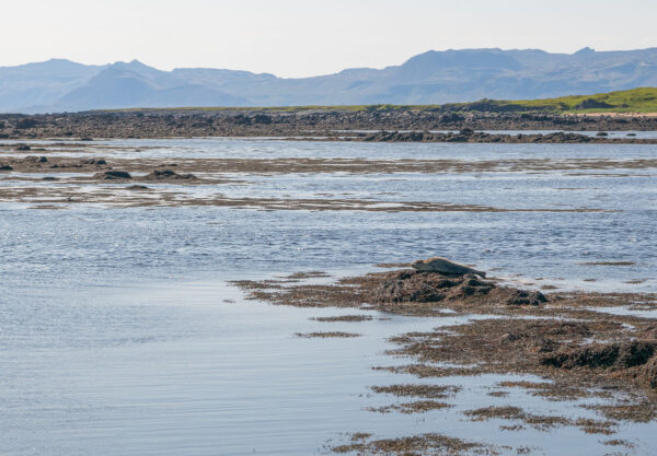 Snæfellsnes Peninsula Tour from Grundarfjordur Port - Image 5