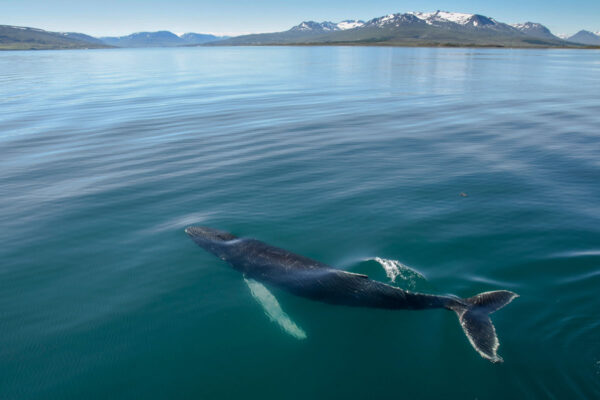 Akureyri Express Whales & Eyjafjord - Image 3