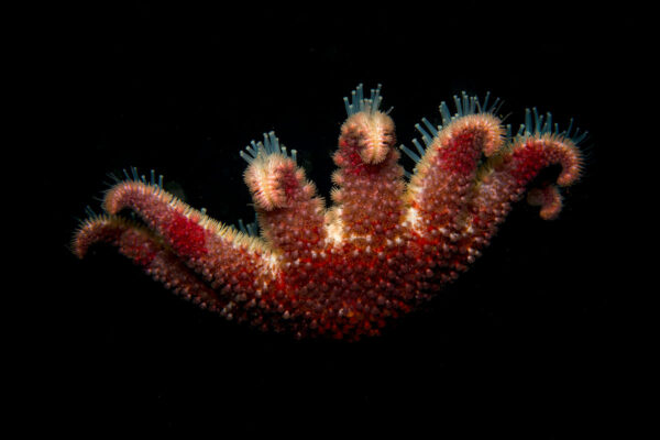 Ocean and Bjarnagjá diving combo - Image 2