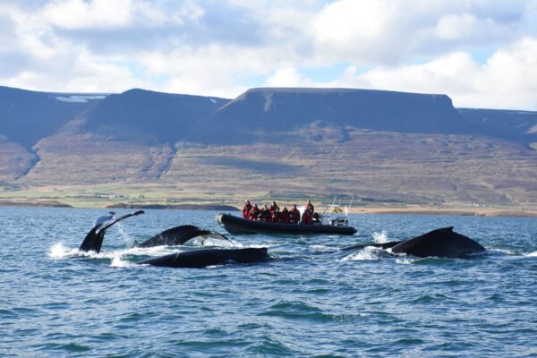 Akureyri Express Whales & Eyjafjord - Image 23