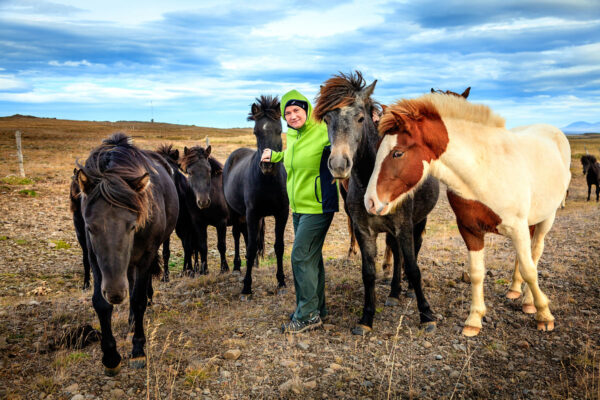 GOLDEN CIRCLE AND HORSES - Image 3