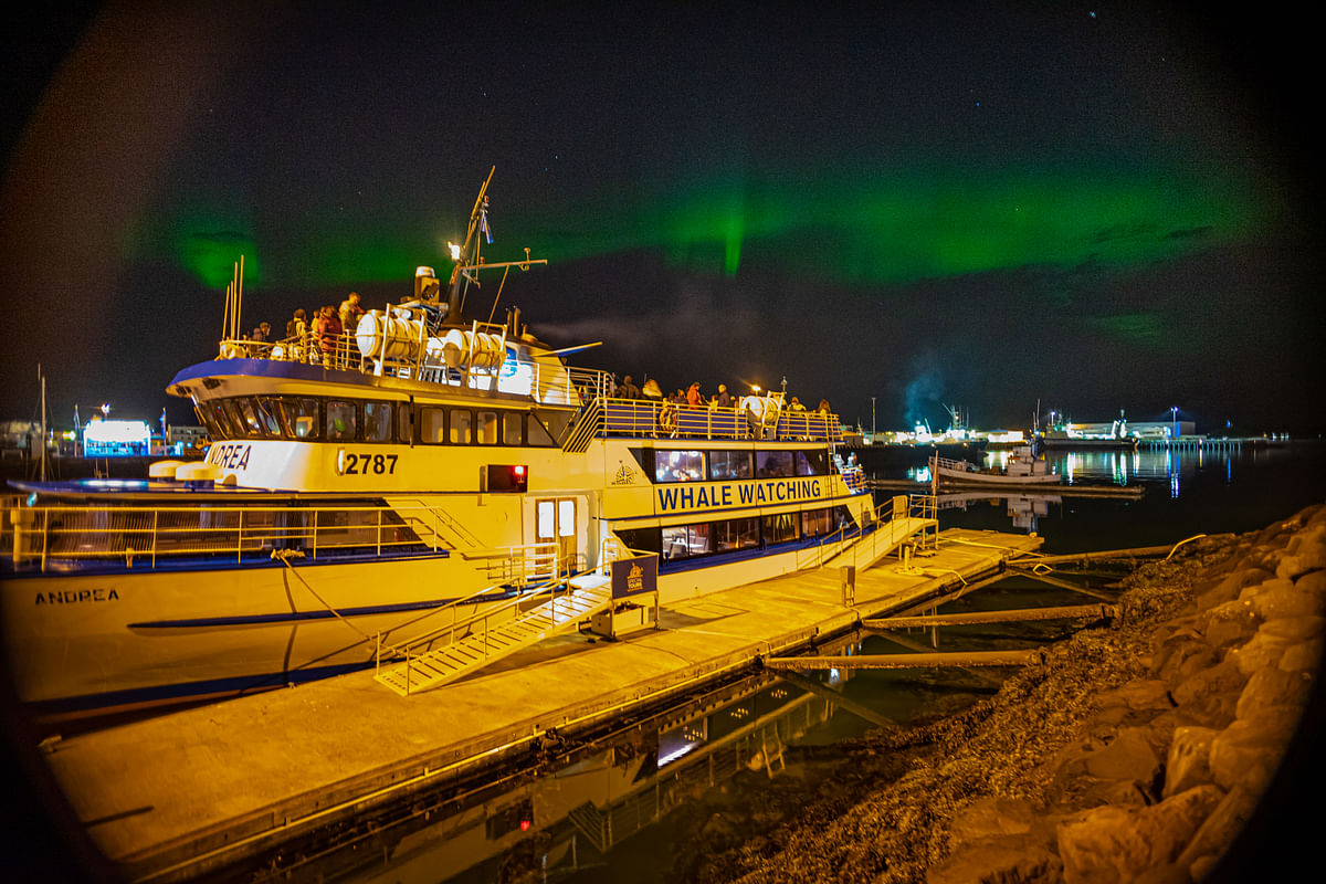 Whale watching boat at night with Northern Lights in the sky, docked in a harbor with calm waters.