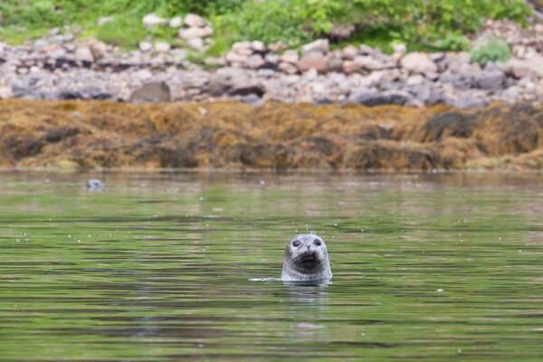 Curious seal peeking above water near rocky shore, surrounded by green foliage.
