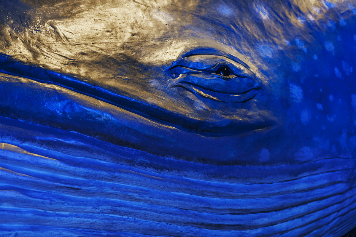 Close-up of blue whale's eye, showcasing detailed texture and vibrant blue colors.