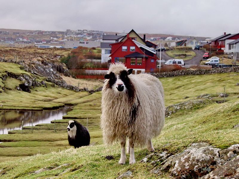 Sheep grazing on a lush hillside with colorful houses in the scenic Faroe Islands village backdrop.