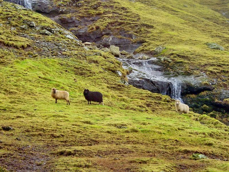 Sheep grazing on a lush green hillside with a small waterfall in the background.