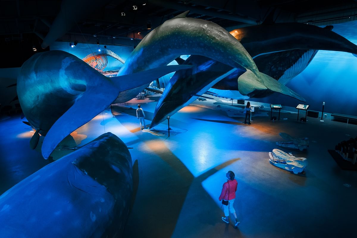 Museum exhibit with life-sized whale models suspended above, visitors walking below.
