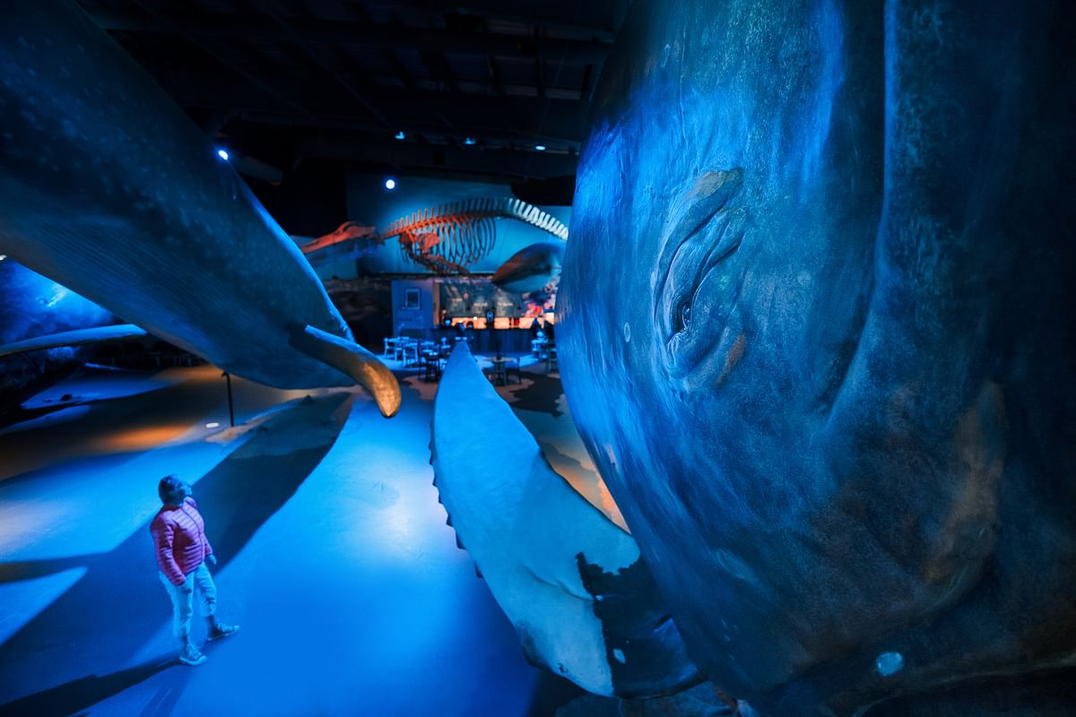 Person admiring lifelike blue whale exhibition in dimly lit museum, showcasing marine life exhibits.