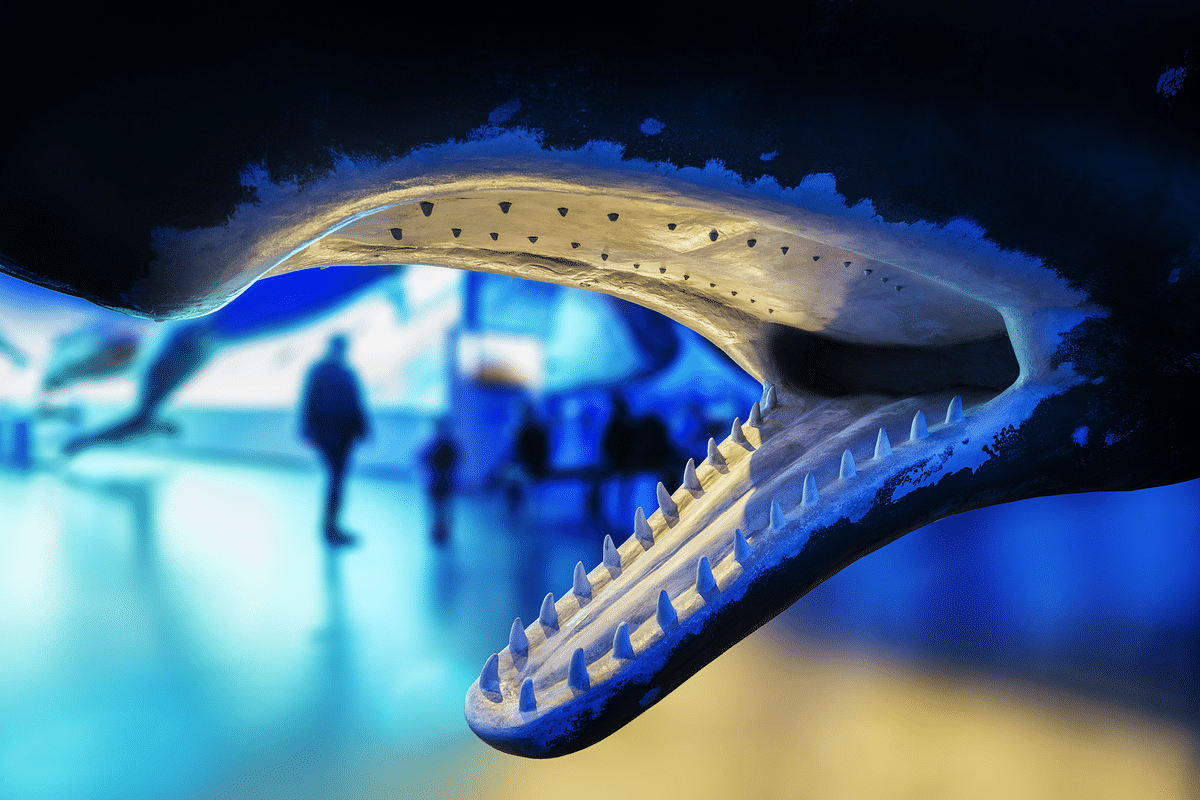 Close-up of a whale model with open mouth and visible teeth in a blue-lit aquarium setting.