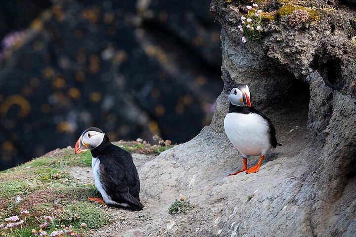 Two puffins perched on a rocky cliff, surrounded by greenery and flowers, with a blurred dark background.