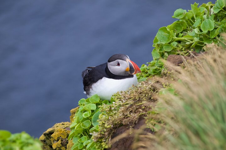 Puffin perched on a grassy cliff by the ocean, surrounded by green plants, showcasing nature and wildlife.
