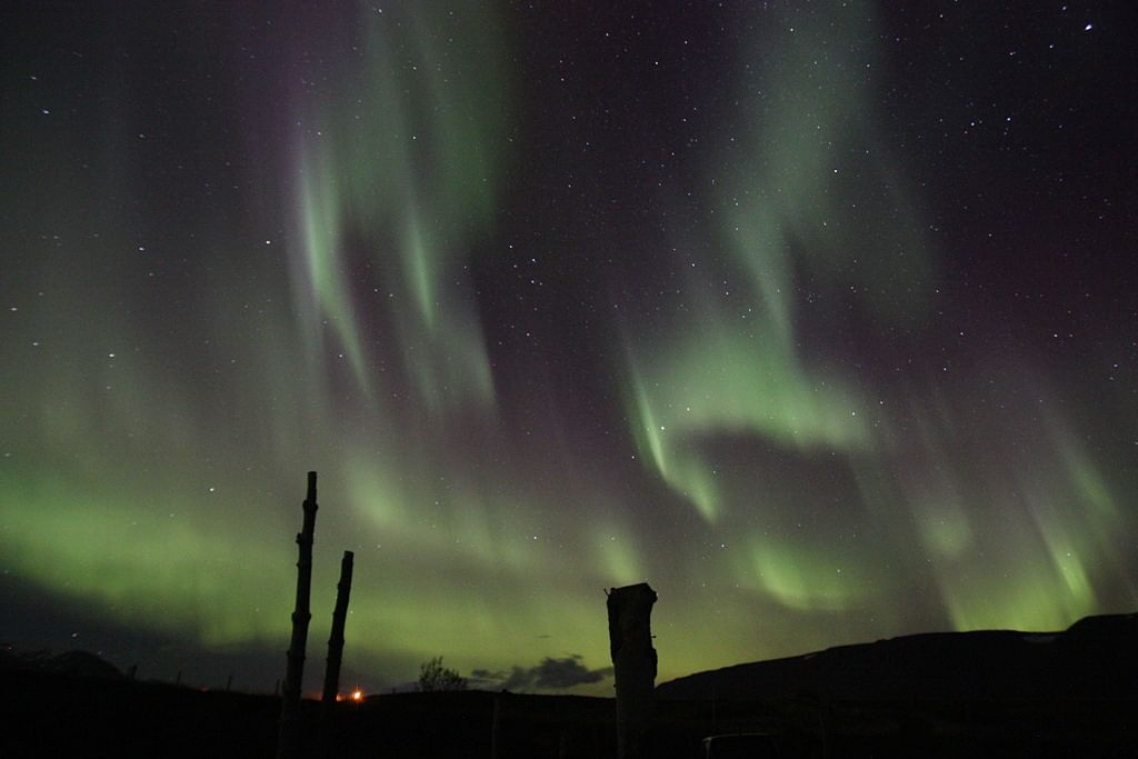 Northern lights illuminating a starry night sky with silhouetted trees in the foreground.