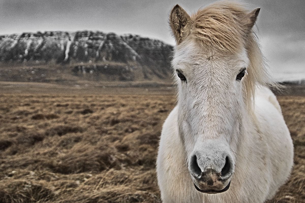 White horse in a grassy field with snowy mountains in the background under a cloudy sky.