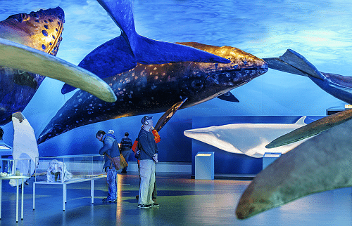 People admire life-sized whale models at an ocean exhibit, surrounded by blue underwater-themed lighting.