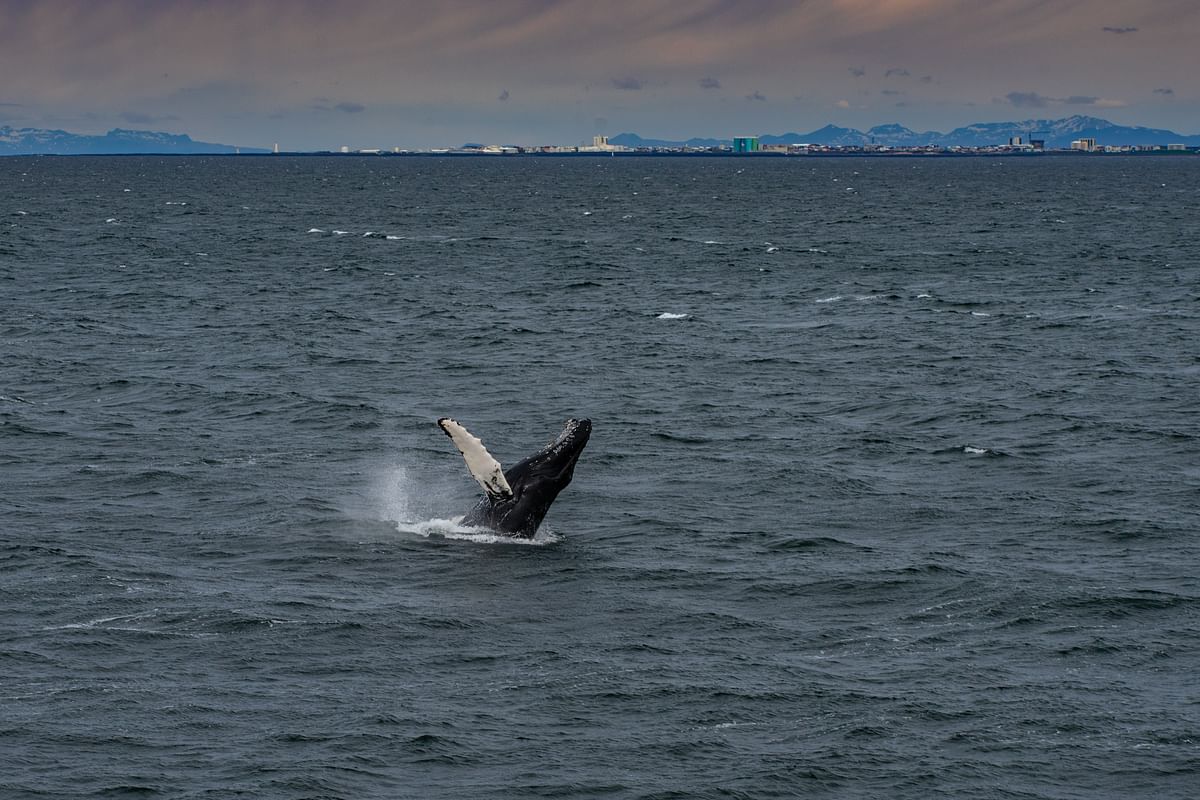 Whale breaching ocean surface against cityscape and mountain backdrop, under cloudy sky.