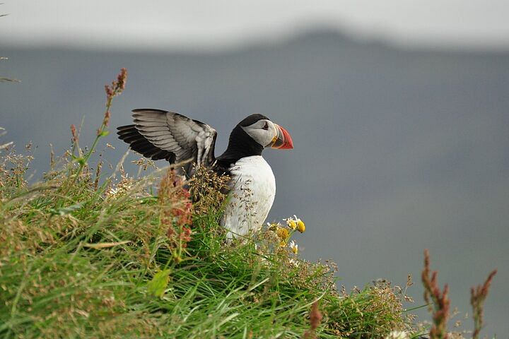 Puffin perched on grassy cliff with wings partially open, set against a blurred natural background.