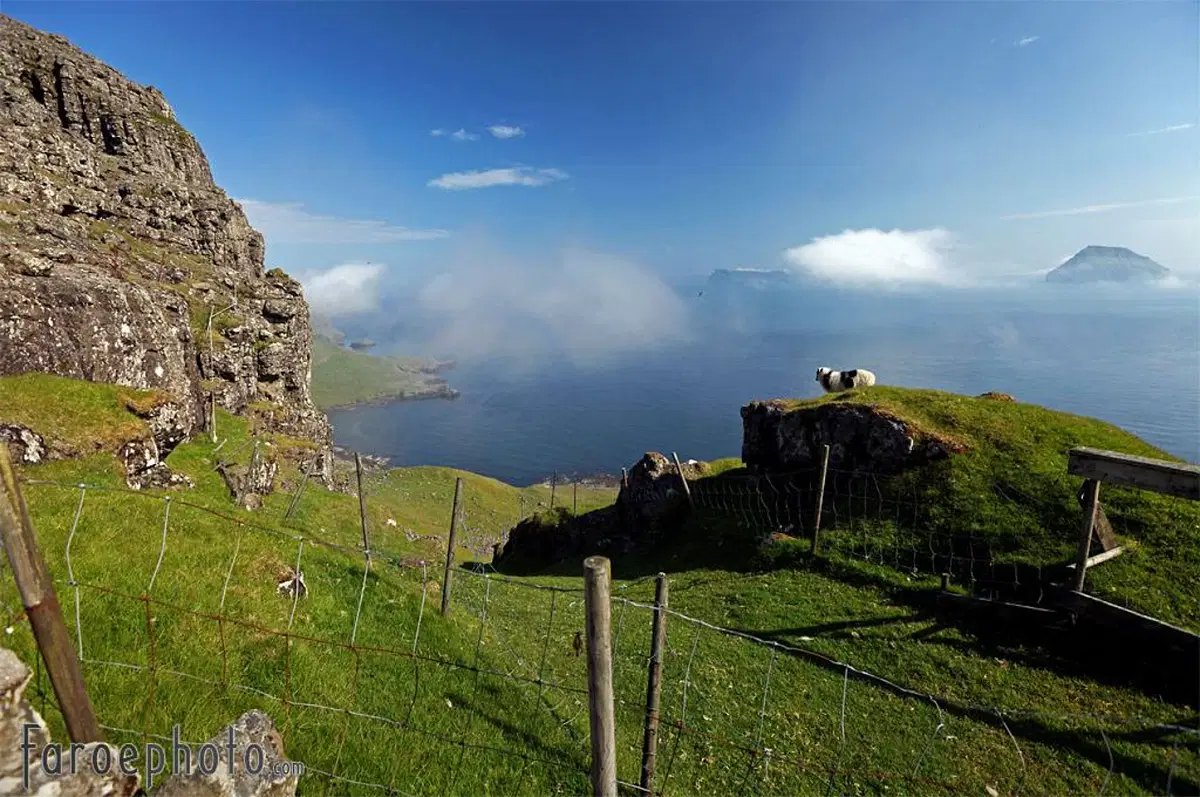 Sheep grazing on a cliffside, overlooking the ocean under a clear blue sky with misty clouds in the Faroe Islands.