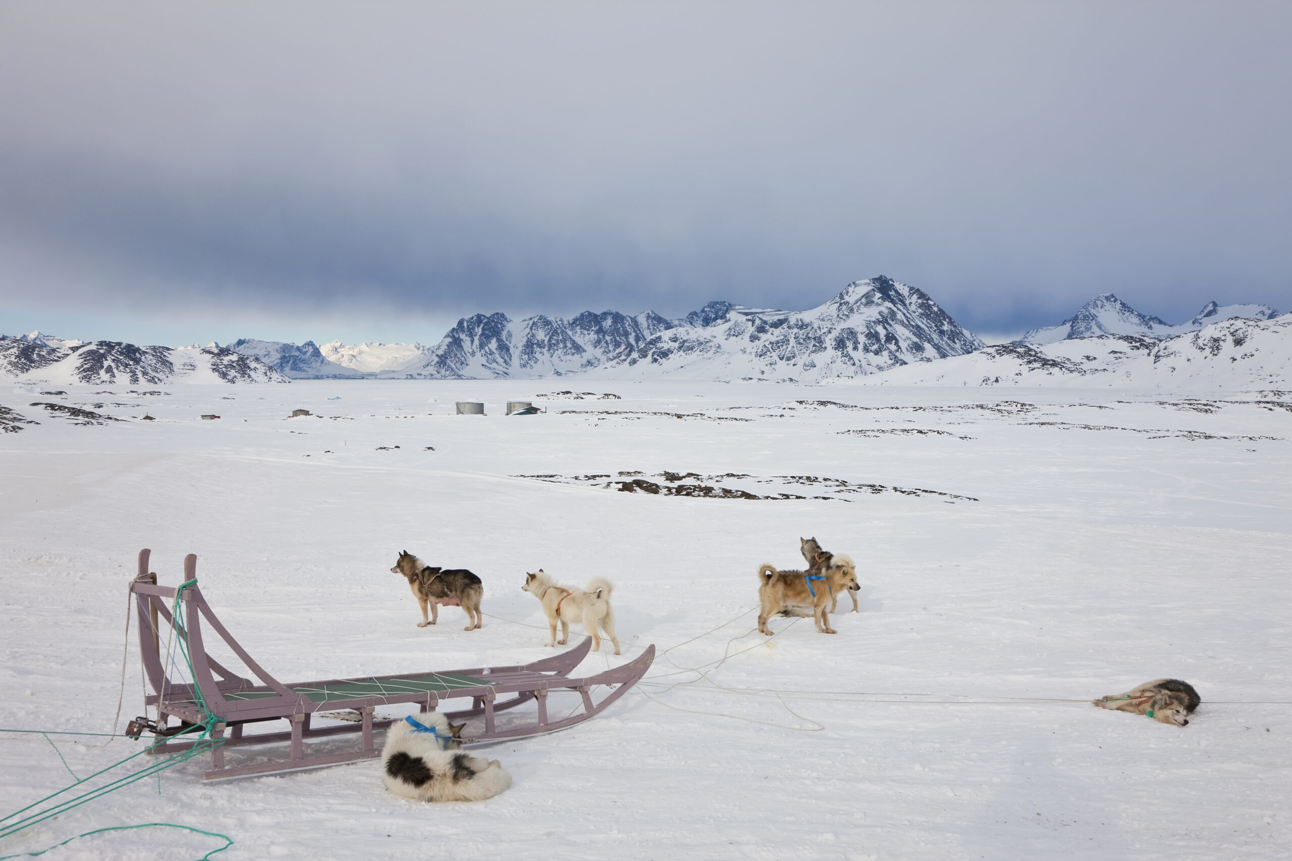 A Complete Guide to Dog Sledding Tours in Greenland