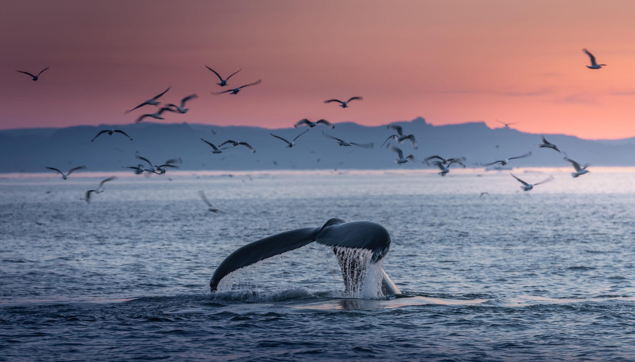 Whale Watching Tours in Greenland: A Majestic Arctic Adventure